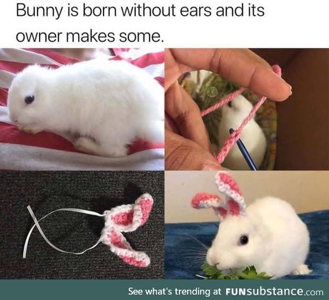 he's born without ears.. now he got new ones :3