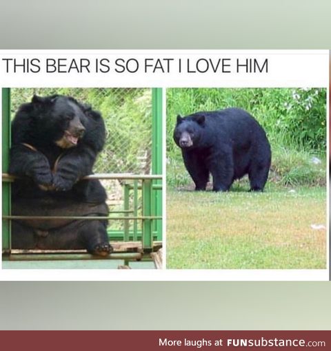 Can you relate to the bear?
