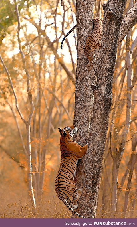 A Tiger trying to catch a Leopard in a tree