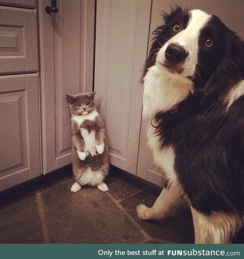 "i did nothing, i swear hooman!"