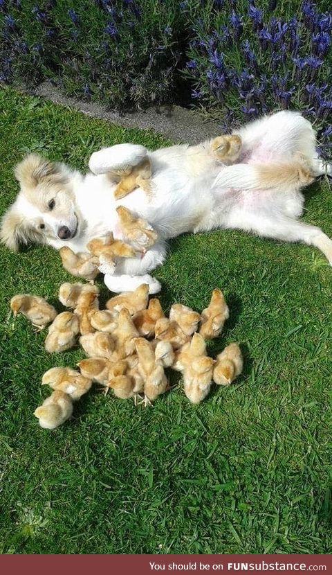 the chicks love him :3..