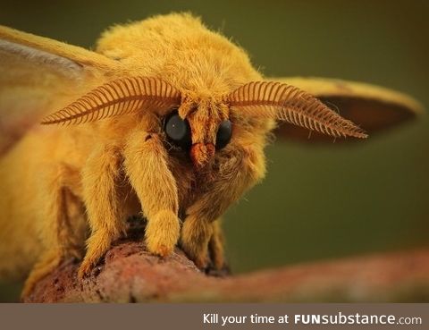 Macro photo of a moth