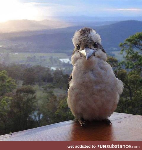 Happy kookaburra