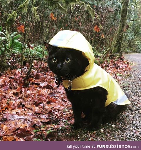 rainophile cat :3