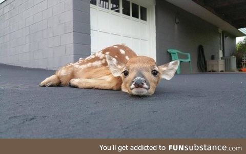 sup, hooman?