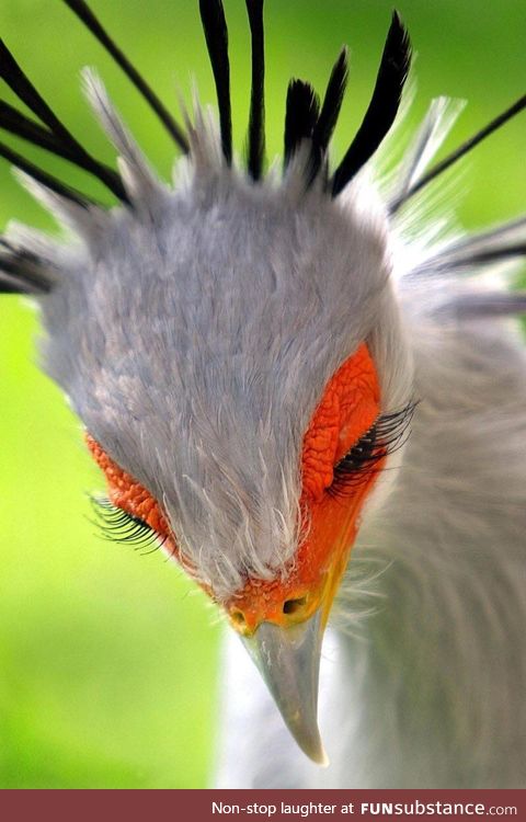 Secretary bird