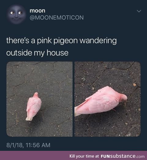 Pink pigeon