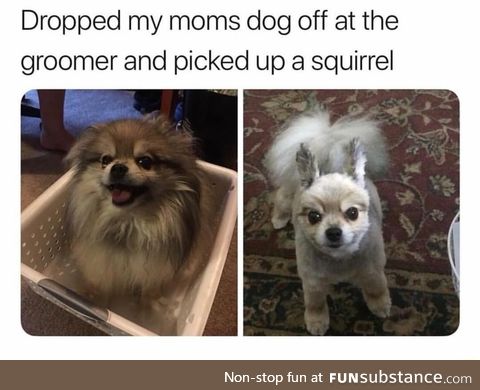 Dog to squirrel converter