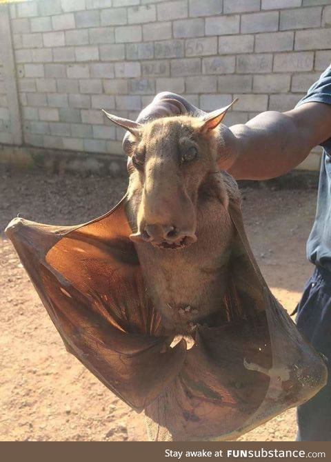 This is a hammerhead bat and is by far the creepiest animal I've seen