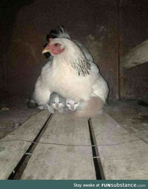 Momma hen looking after stray kittens during a thunderstorm