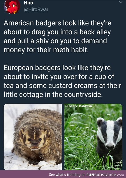 The cultural difference between domestic and foreign badgers