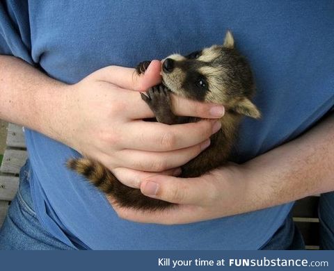 Baby raccoon who is so cute that you might not mind having him in your trash can