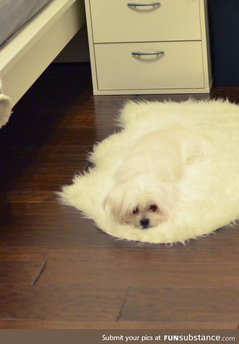 I'm melting! Melting! Oh, what a world! What a world!