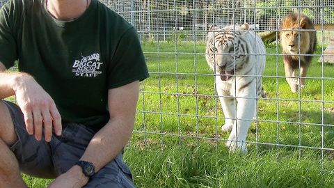 Never turn your back on Big Cats