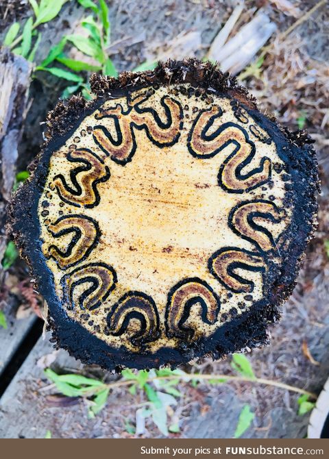 The inside of this palm tree