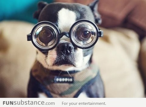 The Hipster Dog