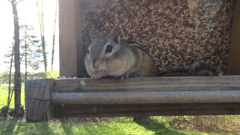 Chipmunk trying to feel less guilty after getting caught red handed