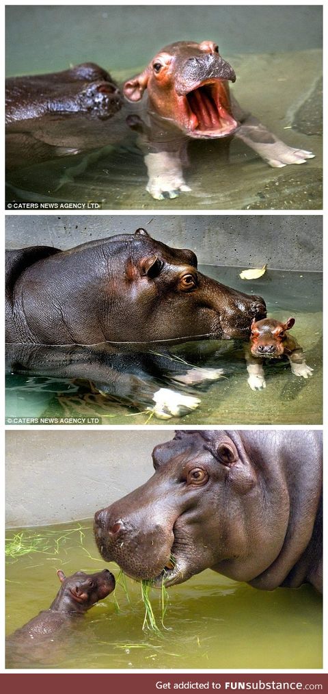 Baby Hippo Imani and mother Hermien from Antwerp Zoo