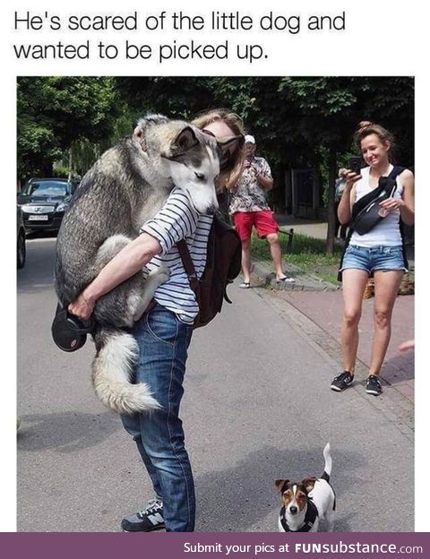Small dogs are like midgets