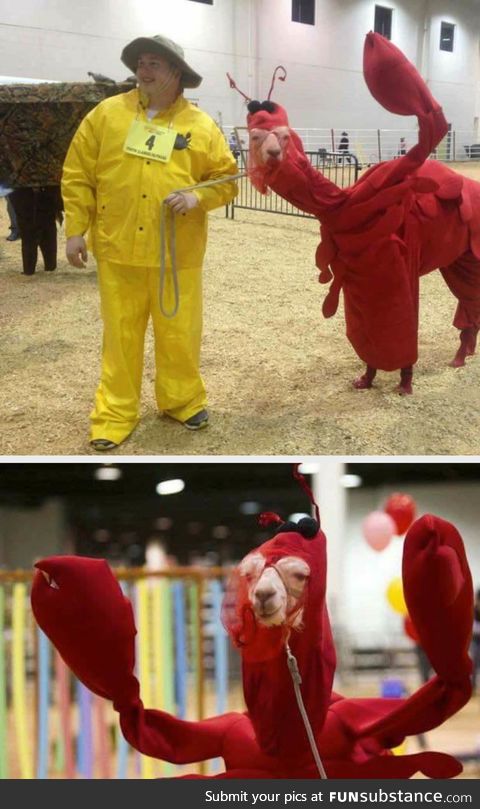 A llama in a lobster costume, that is all