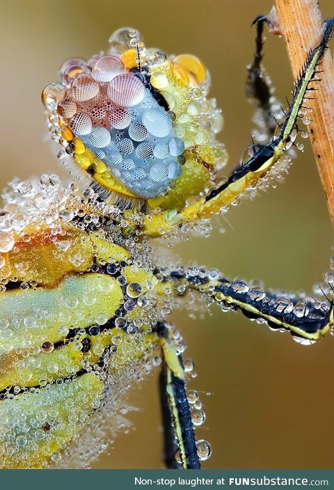 Dew on a dragonfly