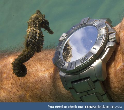 Seahorse seeing its reflection in the watch of a diver