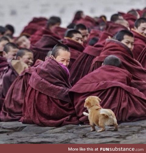 Monk smiling when he sees a curious puppy