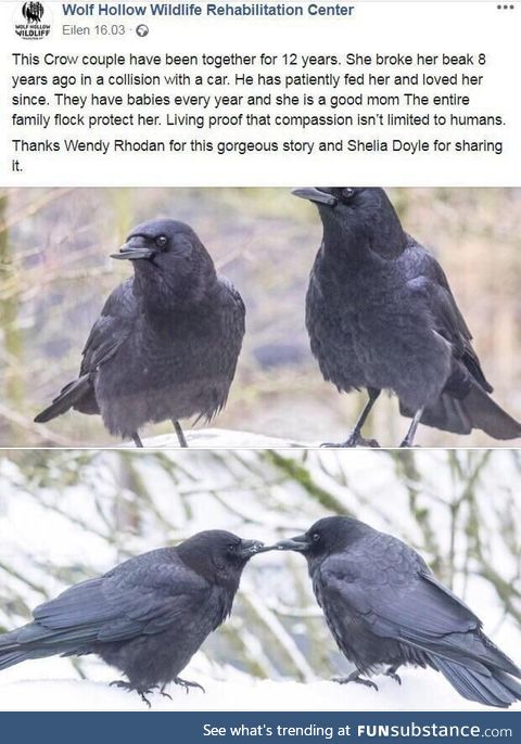 Respect the crows