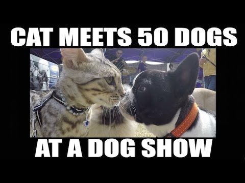 Cat meets 50 dogs at a dog show