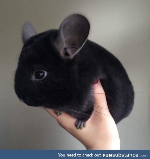 The flop-eared guinea pig prepares for flight