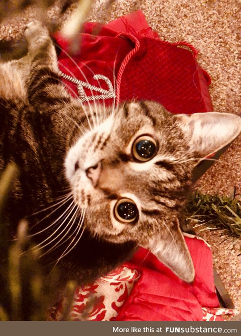 Kitty Christmas Photo