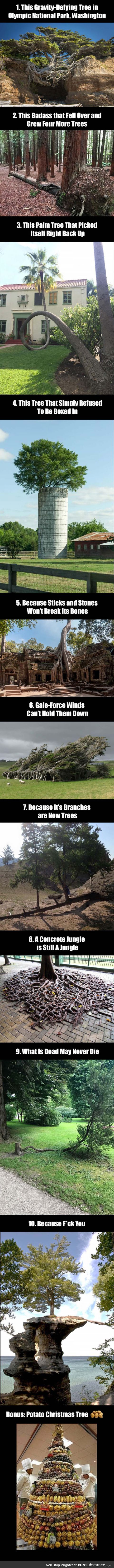 10 Badass trees that refused to die