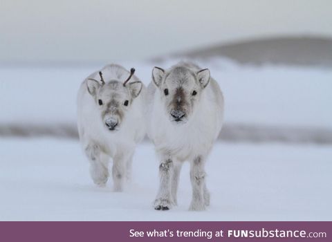 It's official, I now very much want a baby reindeer.