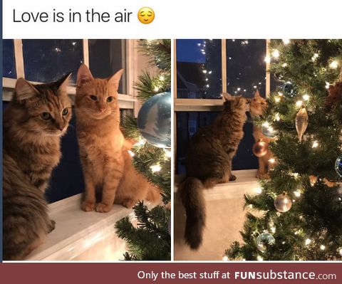 Love is in the air