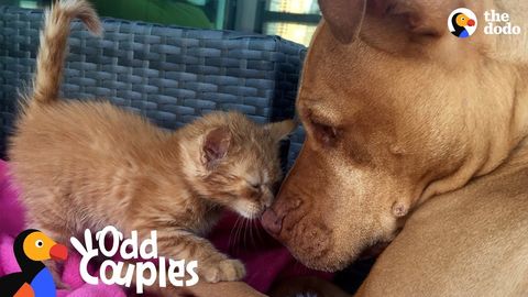 Montage: Dogs that are best friends with other animals (FeelGoodSubstance)