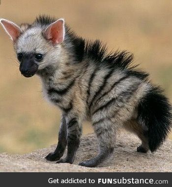 And Aardwolf pup. I  think I need one of these too
