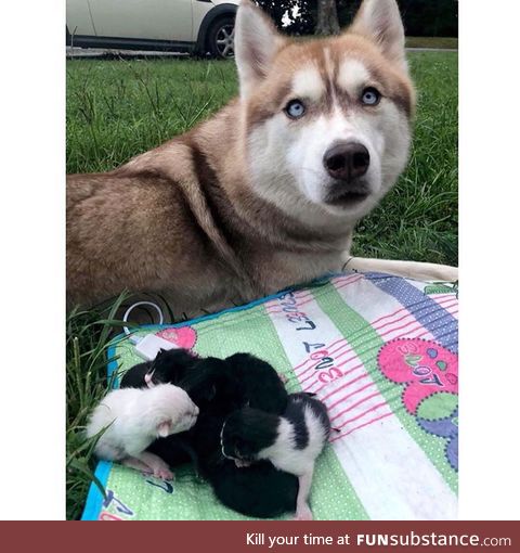 Dose of cheer: husky found kittens, adopts them