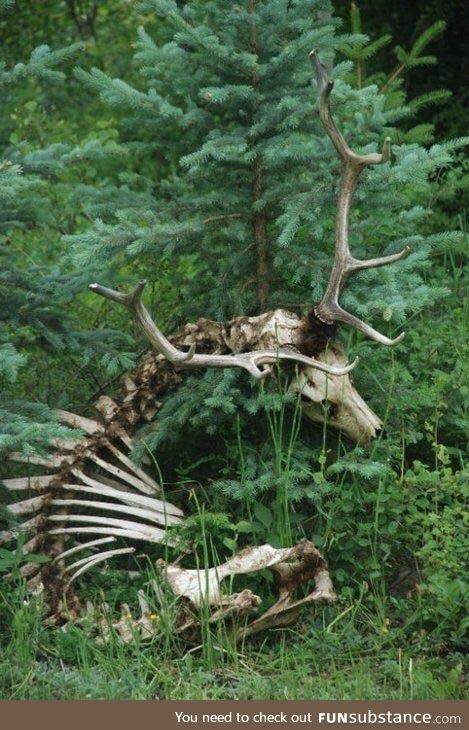 Still intact deer skeleton! What are the odds