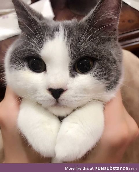 Round Adorable Face with Shiny black Eyes like Pearls