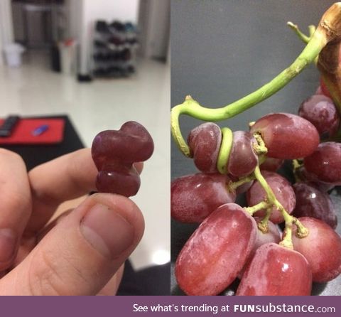 The way this grape grew
