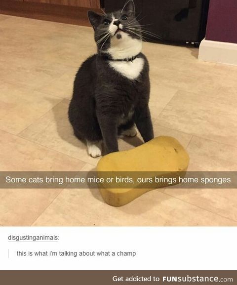 It looks like this cat is wearing a jumpsuit