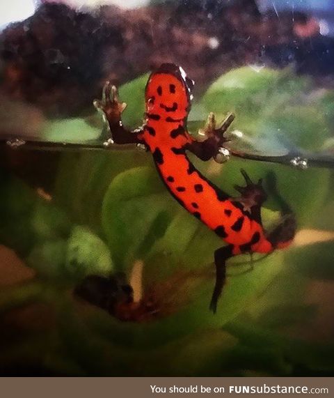 Smiley face newt