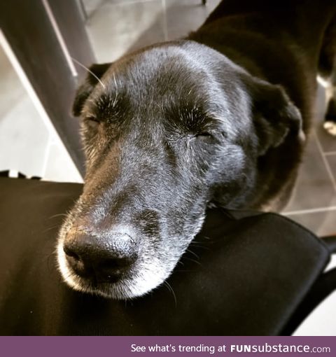 My old doggo survived cancer today!