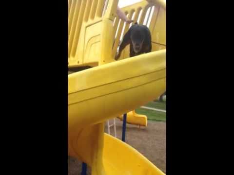This Funny Dog Doesn't Understand The Meaning Of A Slide 0