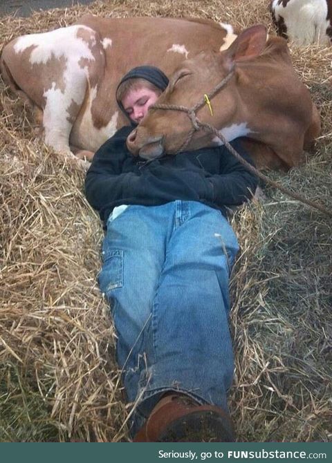 Cow snuggles