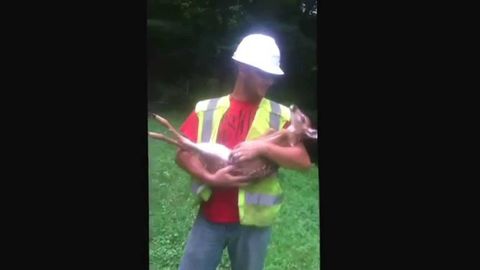 This Baby Deer Cries Every Time When Man Tries To Put It Down On The Ground 0