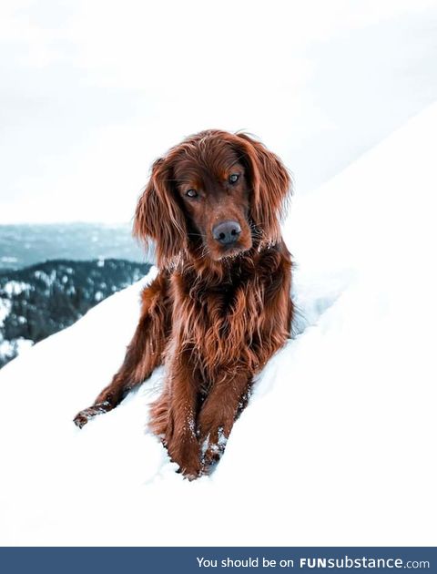Majestic boi