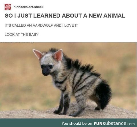The Aardwolf could have it's own Gisney movie