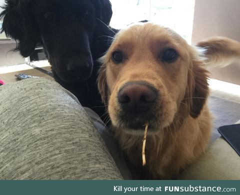 He's not allowed to bring toys inside, so he found the world's tiniest stick to entice me