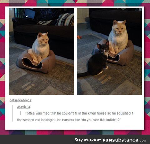 Toffee is mad